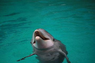 delfin im pool © andy
