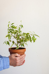Beautiful green indoor Ficus benjamina Kinky flower in a pot in male hands on a white wall background