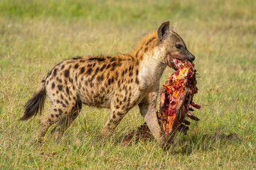 Spotted hyena walks with carcase on savannah