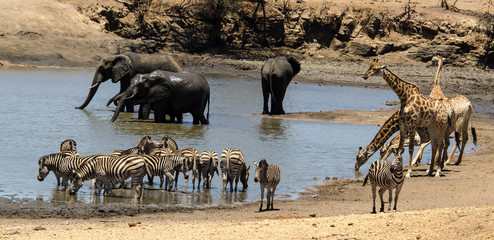 Fototapeta na wymiar Eléphant d'Afrique, Loxodonta africana, Girafe, Giraffa Camelopardalis, Zèbre de Burchell, Equus quagga burchelli, Parc national Kruger, Afrique du Sud