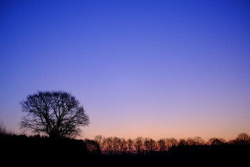 Fototapeta na wymiar Am Waldrand -Die blaue Stunde vor dem Sonnenaufgang 