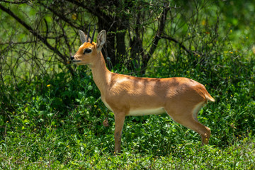 Steenbok stands in profile in leafy bushes