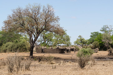 Eléphant d'Afrique, réservoir d'eau, Loxodonta africana, Parc national Kruger, Afrique du Sud