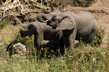 El&eacute;phant d'Afrique, Loxodonta africana, Parc national Kruger, Afrique du Sud