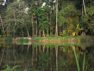 Obraz premium lake in the woods