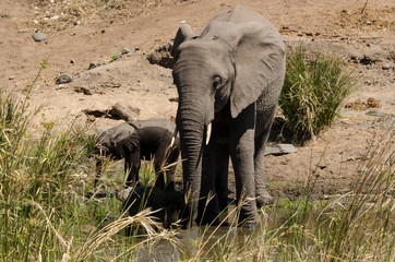 Eléphant d'Afrique, Loxodonta africana, Parc national Kruger, Afrique du Sud