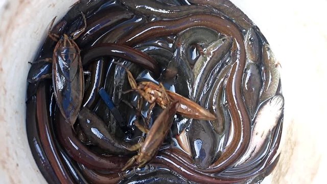Swamp eels with Giant Water Bug - Lethocerus indicus in container at market, Laos.