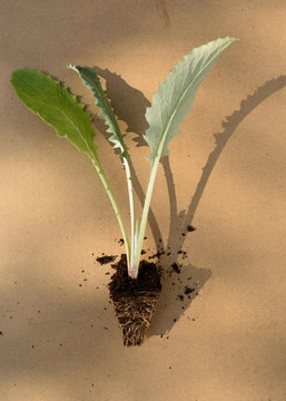 Planta de alcachofa lista par plantar en el huerto.