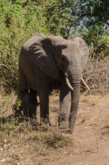Obraz premium Eléphant d'Afrique, Loxodonta africana, Parc national Kruger, Afrique du Sud