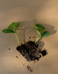 Plantas en taco de pepino y pepinillo listas para cultivar.