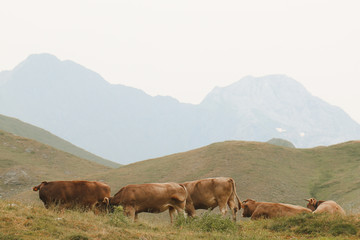 cows in the alps