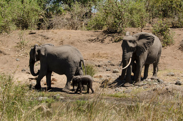 El&eacute;phant d'Afrique, Loxodonta africana, Parc national Kruger, Afrique du Sud
