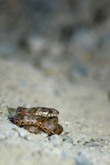 A tiny viper snake in defense mode on.