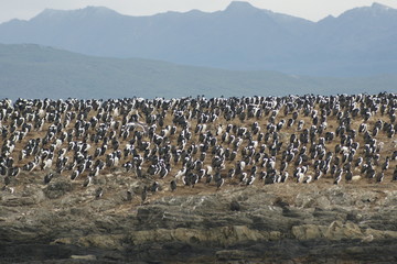 Obraz premium Wyspa ptaków
