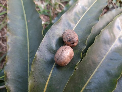 Polyalthia longifolia (the Ashoka native to India) seeds. A lofty evergreen tree. leaves of Saraca asoca. False Ashoka / Buddha Tree or Polyalthia longifolia  Green leaves and seeds.