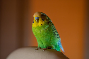A green Budgerigar male sleeps on a chair in the house in the evening.  Green Budgerigar on white armchair in apartment building on orange wall background.