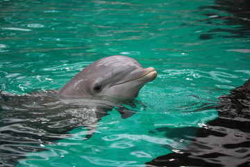 delfin © andy