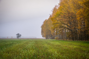 morning in the field