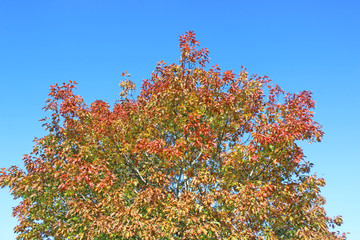 Autumn leaves against a blue sky	
