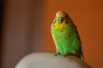 A green Budgerigar male sits on a chair in the house in the evening.  Green Budgerigar on white armchair in apartment building on orange wall background.