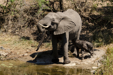 Fototapeta premium Eléphant d'Afrique, Loxodonta africana, Parc national Kruger, Afrique du Sud