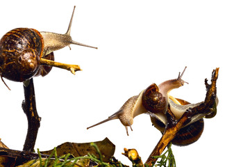 Snails on the walk. Clams traveling on a branch illustrating different emotions, connection, warm company.