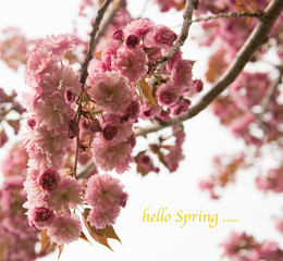 pink cherry blossom