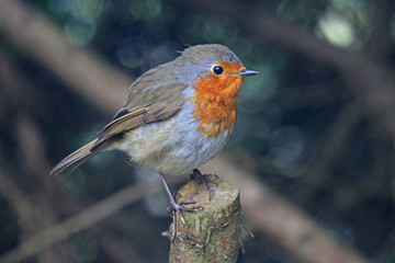 robin perched on a branch	