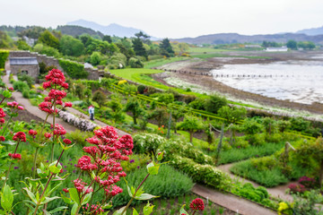 Red flowering garden flowers in Inverewe garden at Scotland