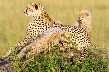 Cheetah with cubs lying on the savannah and watching