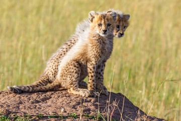 Cute Wild newborn Cheetah cubs on a termite mold and looking at the camera
