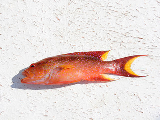 Fresh fish on light background