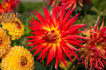 Blume in der Nahaufnahme