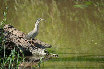 Striated heron stands on log by water