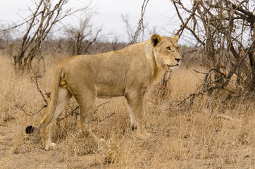 lion, male, Panthera leo, Afrique