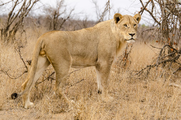 lion, male, Panthera leo, Afrique