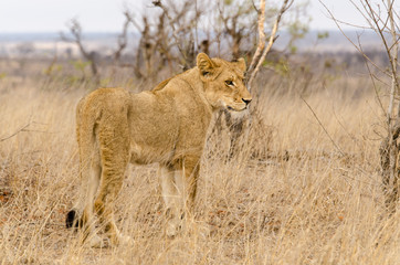 Obraz na płótnie Canvas lion, male, Panthera leo, Afrique