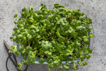 Sprouted radish seeds microgreens in box on grey. View from above. Concept healthy eating. Seed Germination at home.