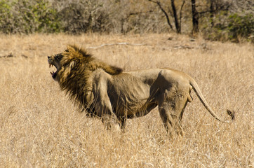 Lion, Panthera leo, Parc national du Kruger, Afrique du Sud