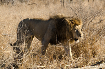 Lion, Panthera leo, Parc national du Kruger, Afrique du Sud