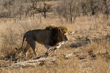 Lion, Panthera leo, Parc national du Kruger, Afrique du Sud