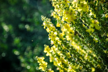 Yellow flower spikes of a Verbascum olympicum plant