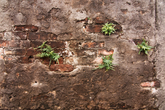 nature beraks through meets wall