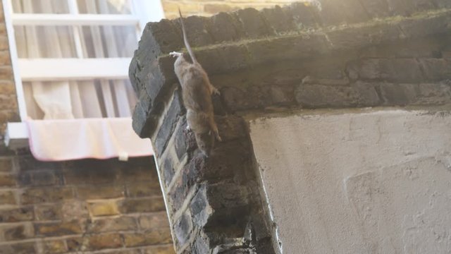 Rat Mice Climbing down the brick fence wall in backyard Terrace Garden London. Victorian house garden. United Kingdom. Isolated close up. 