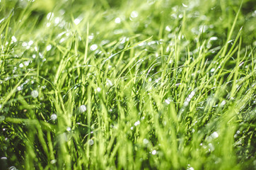 green grass with bokeh effect after rain