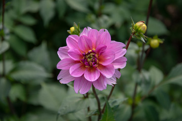 Obraz premium Blume in der Nahaufnahme 