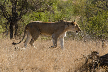 lion, femelle, lionne, Panthera leo, Afrique