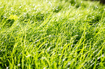blades of green grass with bokeh effect after rain
