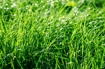 Fototapeta na wymiar blades of green grass with bokeh effect after rain