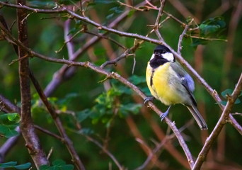 Great tit, parus major, standing on a small branch